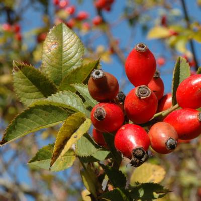 आपल्या स्वत: च्या देशात: सर्वात उपयुक्त शरद ऋतूतील berries