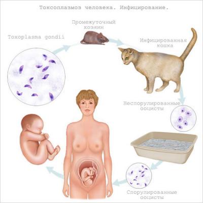 गर्भधारणेदरम्यान टॉक्सोप्लाझोसिसबद्दल आपल्याला काय माहित असणे आवश्यक आहे