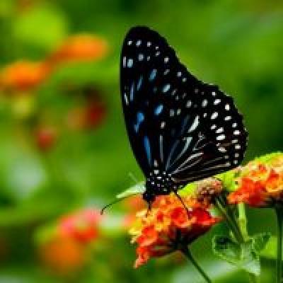 फुलपाखरू अपार्टमेंटमध्ये का उडते: चांगुलपणाचा जादुई संदेशवाहक